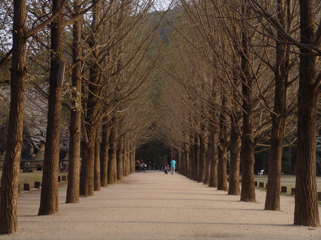 Nami-Island-Korea-Winter-Sonata-3 -首爾市官方網站 首爾市官方網站